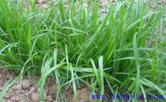 畜牧草有哪幾種？各有什么特點與生產優(yōu)勢？