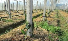 火龍果種植方法及肥水、土壤管理重點
