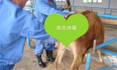 牛胎衣不下怎么辦，教你牛胎衣不下的簡(jiǎn)易療法