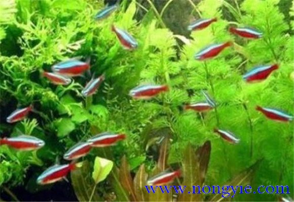 紅綠燈魚怎么養(yǎng)，紅綠燈魚的仔魚如何管理