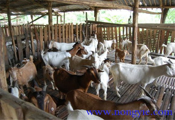 舍飼養(yǎng)羊的品種選擇，舍飼養(yǎng)羊技術(shù)要點