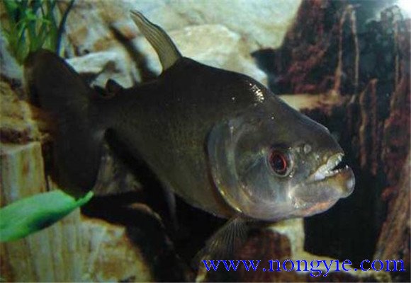 虎魚(yú)怎么養(yǎng)最好？