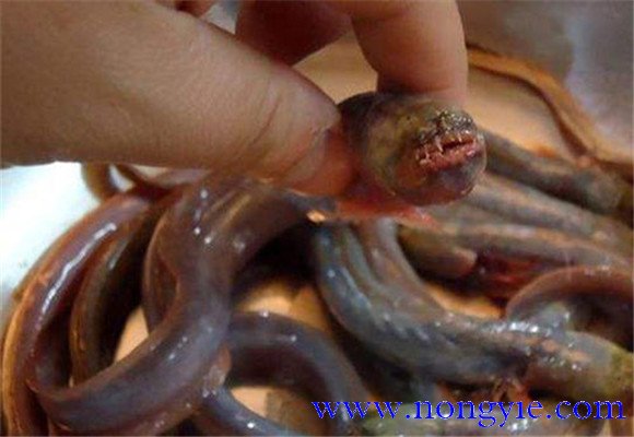 紅狼牙鰕虎魚能吃嗎？