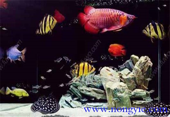 虎魚(yú)能和龍魚(yú)混養(yǎng)嗎？