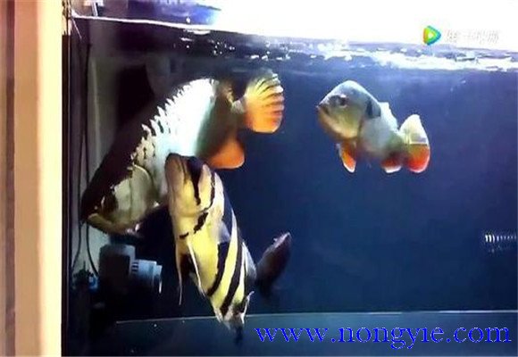 虎魚(yú)和龍魚(yú)怎么混養(yǎng)？