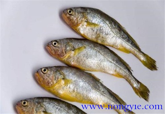 黃花魚是不是海魚？