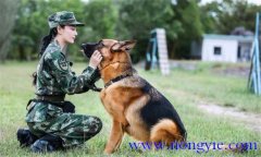 訓(xùn)犬應(yīng)遵循什么樣的基本原則，聽從什么忠告
