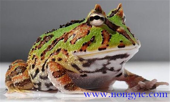角蛙的飼養(yǎng)方法，角蛙如何飼養(yǎng)