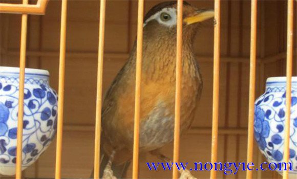 畫(huà)眉鳥(niǎo)飼養(yǎng)方法 畫(huà)眉鳥(niǎo)的飼養(yǎng)技術(shù)