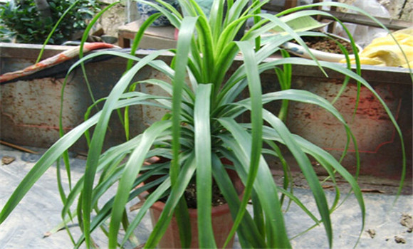 龍血樹(shù)種植
