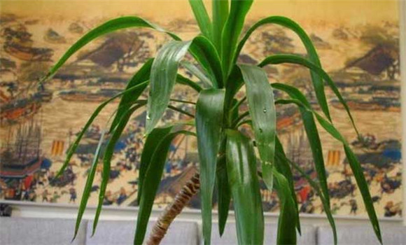 龍血樹(shù)換盆