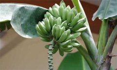 香蕉分類 你知道香蕉分幾種嗎？