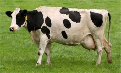 奶牛乳房炎久治不愈怎么辦：試試這幾個(gè)辦法！