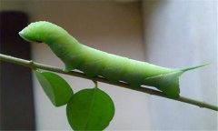 菜青蟲防治技術(shù)要點(diǎn) 有何危害？