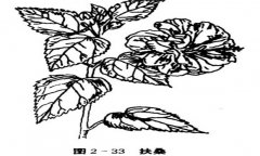 扶桑花怎么養(yǎng)，盆栽扶?；ㄔ趺答B(yǎng)才能開好花
