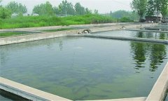 什么樣的魚塘適合培育魚苗？