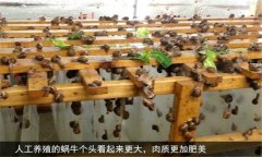 蝸牛怎么養(yǎng) 人工蝸牛養(yǎng)殖應(yīng)注意哪些問題？