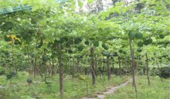 怎樣種漆樹，漆樹種植技術(shù)要點(diǎn)