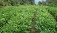 怎樣栽培毛竹，毛竹種植技術(shù)要點