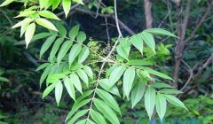 漆樹過敏怎么治療，割漆應(yīng)注意些什么