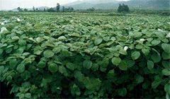 苧麻種植技術(shù)，冬季怎樣培育苧麻