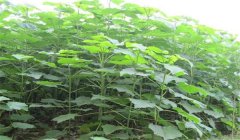 怎樣培育泡桐樹苗，培育泡桐樹苗的三種方法