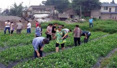 茉莉花的養(yǎng)殖方法簡介，怎樣培育茉莉花