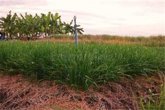 細(xì)香蔥采收后如何進(jìn)行處理與貯藏加工？