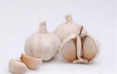 蒜黃的種植要點(diǎn)：播種前如何選擇和處理蒜種？