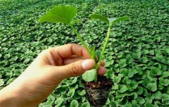 黃瓜栽培技術與管理：育苗、定植與管理