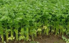 芹菜栽培技術(shù)要點(diǎn)：如何育苗、定植與田間管理