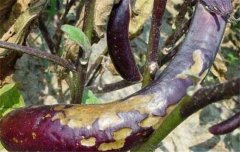 茄子病蟲害防治：茄子綿疫病、褐紋病、地老虎