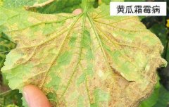 黃瓜病蟲害防治：黃瓜霜霉病、白粉病、紅蜘蛛