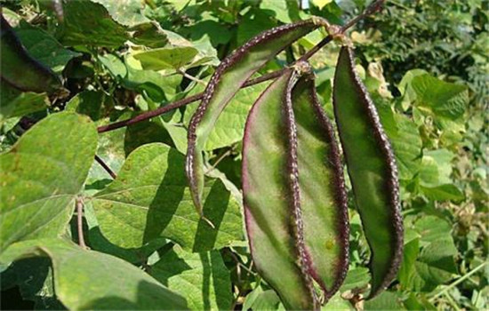 扁豆病蟲(chóng)害防治