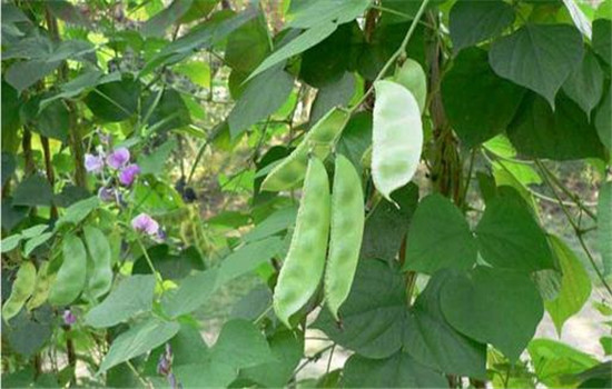 扁豆的品種類(lèi)型