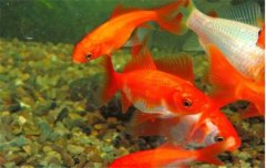 金魚的種類可分為草金魚、龍睛魚、文魚和蛋魚
