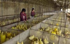 鵝飼養(yǎng)管理要求：雛鵝、小鵝、中鵝的飼養(yǎng)管理