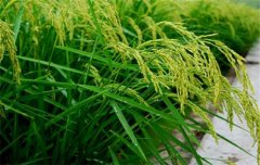 水稻施肥量及比例您知道嗎？水稻要如何施肥？