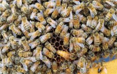 蜜蜂疾病的治療和預(yù)防、治療措施