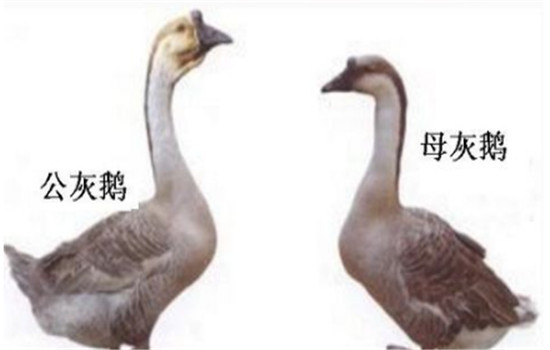 公、母鵝的配偶