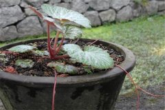 如何盆栽虎耳草，虎耳草盆栽關(guān)鍵技術(shù)解密
