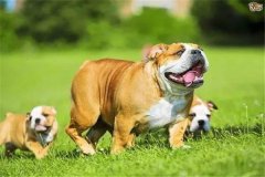 怎樣加強懷孕母犬飼養(yǎng)管理，防止胚胎死亡或流