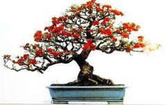 火棘如何盆栽？講述火棘種植的那些細(xì)節(jié)問題