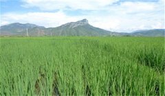 水稻直播高產栽培技術四要點