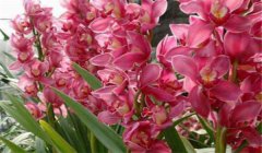 大花蕙蘭什么時候開花，如何養(yǎng)護與管理
