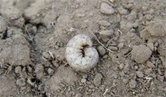 地老虎的防治辦法、習(xí)性與為害特點(diǎn)