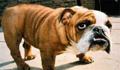 斗牛犬怎么訓(xùn)練定點(diǎn)大小便，如何正確飼養(yǎng)？