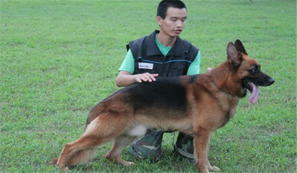 因犬制宜，區(qū)別對待