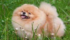 絲毛犬有哪些品種，如何購(gòu)買與飼養(yǎng)絲毛犬