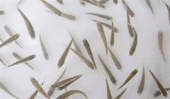 魚苗放養(yǎng)密度多少合適，需注意什么？